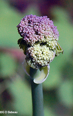 flower bud