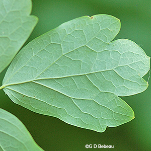 leaf underside