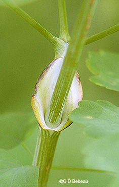 Stem leaf sheath