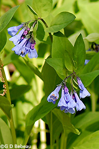 Virginia Bluebells