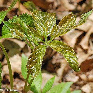 Virginia Creeper New Leaf