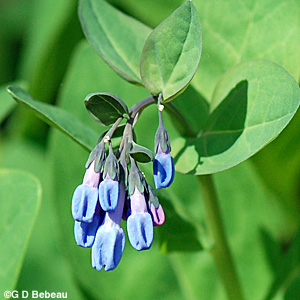 Virginia Bluebells buds