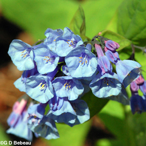 Virginia Bluebells flower detail