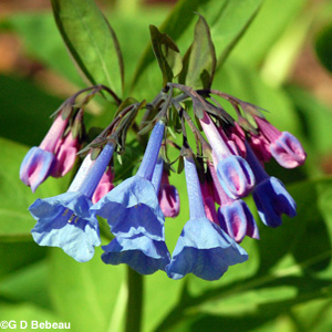 Virginia Bluebells