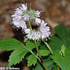 Virginia Waterleaf