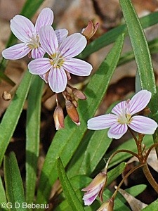 Virginia Spring Beauty