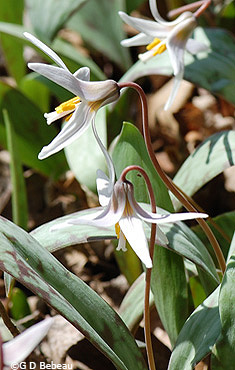 White Trout Lily