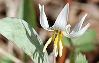 White Trout Lily