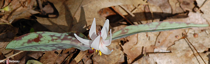 White Trout lily leaf