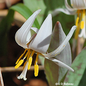 White Trout-lily