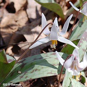 White Trout Lily