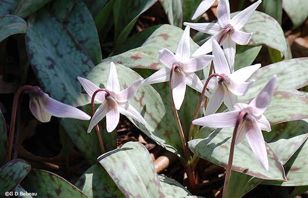White Trout-lily