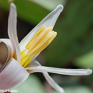 stamens