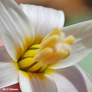 Yellow spots