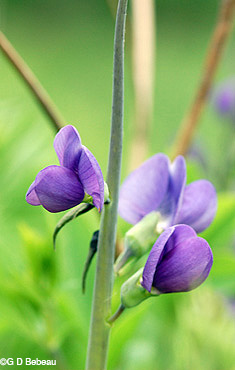 False Blue Indigo