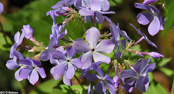 Wild Blue Phlox flower cluster