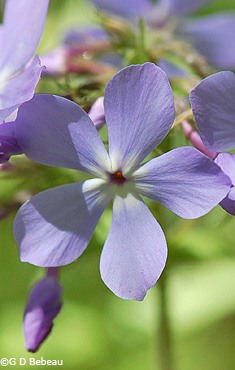 Wild blue Phlox flower