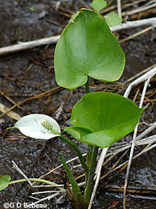 Wild Calla