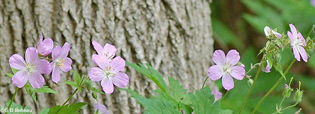 Wild Geranium