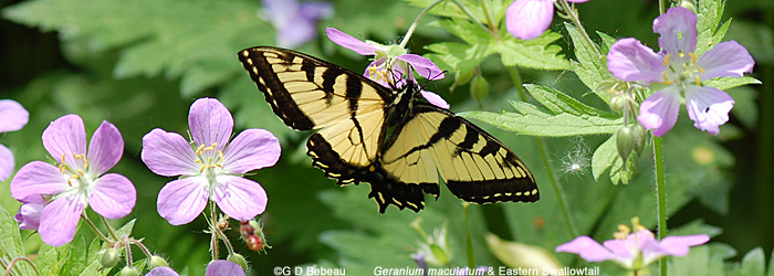 Wild Geranium with swallowtail