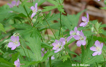Wild Geranium