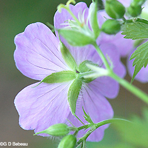 Wild Geranium sepals