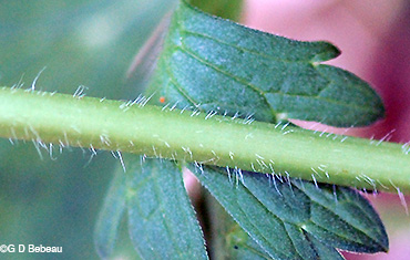 Wild Geranium flower stem