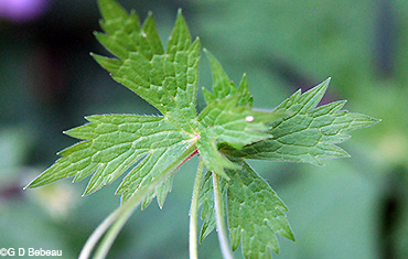 Wild Geranium upper leaf