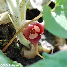 Wild Ginger