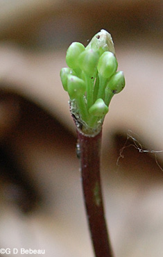 Wild Leek Flower Bud