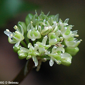 Wild Leek flower