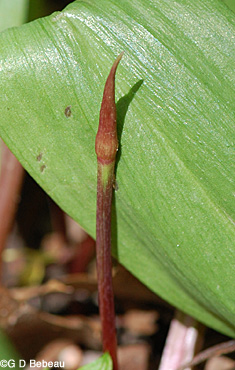 Wild Leek Flower Stem