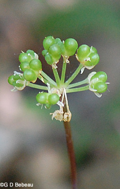 Wild Leek Green berries