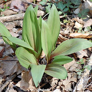 Wild leek leaves