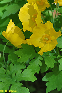 Wood Poppy