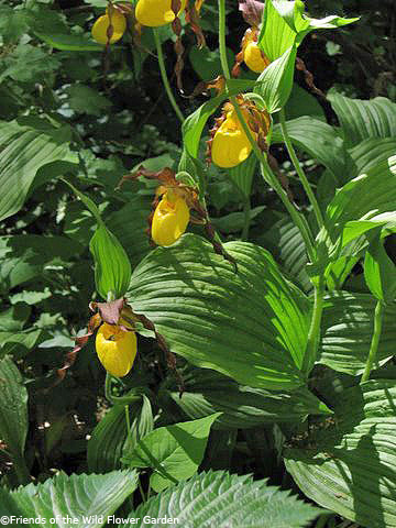 Cypripedium parviflorum var. pubescens | New Mexico Rare Plants