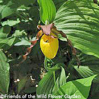 Yellow Lady's-slipper
