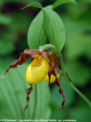 Yellow Lady's-slipper