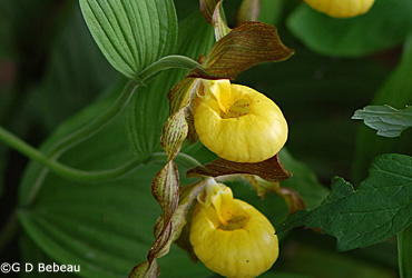 Yellow Lady's-slipper pair var. pubescens