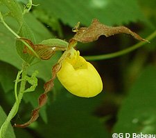 Yellow Lady's-slipper