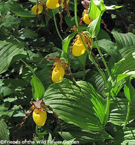 Yellow Lady's-slipper