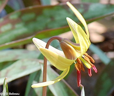 Yellow Trout-lily