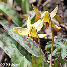 Yellow Trout Lily