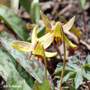Yellow Trout-lily