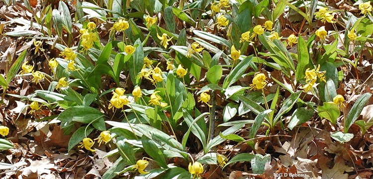 Trout-lily group