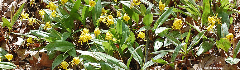 Yellow Trout Lilies