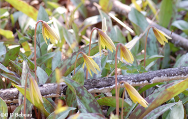 Yellow Trout-lily