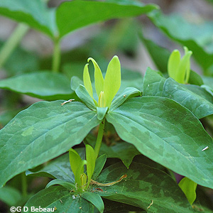 Yellow Trillium