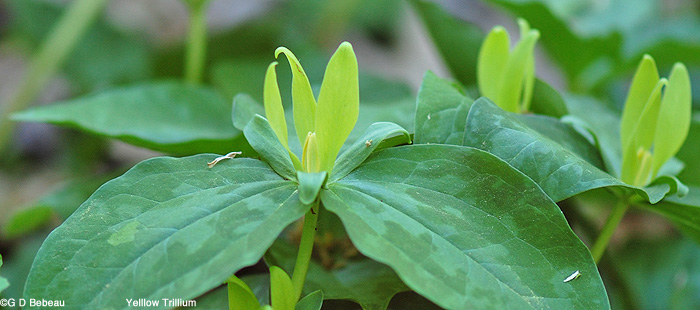 Yellow Trillium plants