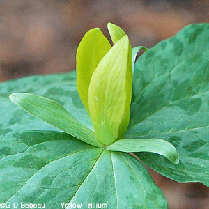 Yellow Trillium